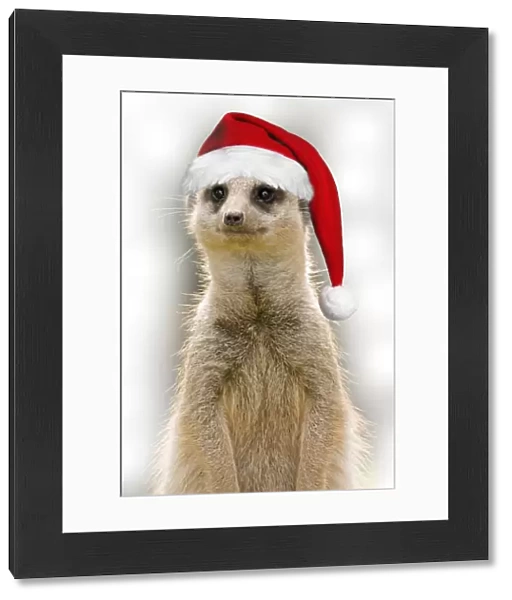 Meerkat - wearing Christmas hat Digital Manipulation: Hat (Su) and B / G