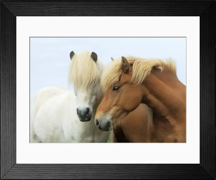 Framed Print : Icelandic Horses JD 14974E © John Daniels / ardea. com Framed Print : Icelandic Horses JD 14974E © John Daniels / ardea. com
