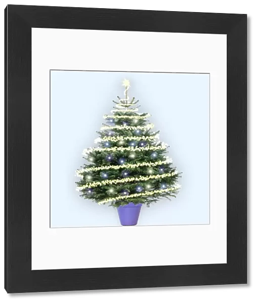 Cristmas Tree - Nordmann's Fir (Caucasian Fir) variety - with Christmas lights and decoration. Digital Manipulation: lights - stars - pot (JD) - background colour