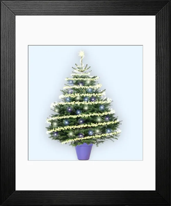 Framed Print : Cristmas Tree - Nordmann's Fir (Caucasian Fir) variety - with Christmas lights and decoration. Digital Manipulation: lights - stars - pot (JD) - background colour Framed Print : Cristmas Tree - Nordmann's Fir (Caucasian Fir) variety - with Christmas lights and decoration. Digital Manipulation: lights - stars - pot (JD) - background colour