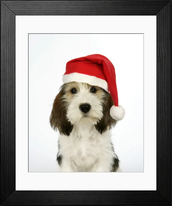 Framed Print : Dog - Petit Basset Griffon Vendeen puppy - 4 months old - wearing Christmas hat Digital Manipulation: Hat (JD) - replaced left eye - added black mark to left of body Framed Print : Dog - Petit Basset Griffon Vendeen puppy - 4 months old - wearing Christmas hat Digital Manipulation: Hat (JD) - replaced left eye - added black mark to left of body