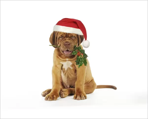 DOG -Dogue de bordeaux puppy sitting down holding holly wearing Christmas hat Digital Manipulation: Hat (JD) - reddened berries - tidied holly