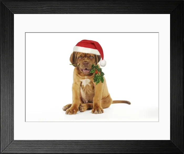 Framed Print : DOG -Dogue de bordeaux puppy sitting down holding holly wearing Christmas hat Digital Manipulation: Hat (JD) - reddened berries - tidied holly Framed Print : DOG -Dogue de bordeaux puppy sitting down holding holly wearing Christmas hat Digital Manipulation: Hat (JD) - reddened berries - tidied holly