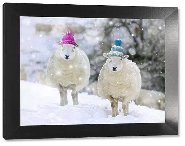 Sheep - Texel ewes in snow wearing woolly hats Digital Manipulation: Woolly hats (Su). Falling snow