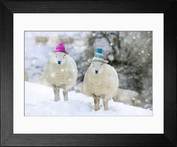 Framed Print : Sheep - Texel ewes in snow wearing woolly hats Digital Manipulation: Woolly hats (Su). Falling snow Framed Print : Sheep - Texel ewes in snow wearing woolly hats Digital Manipulation: Woolly hats (Su). Falling snow