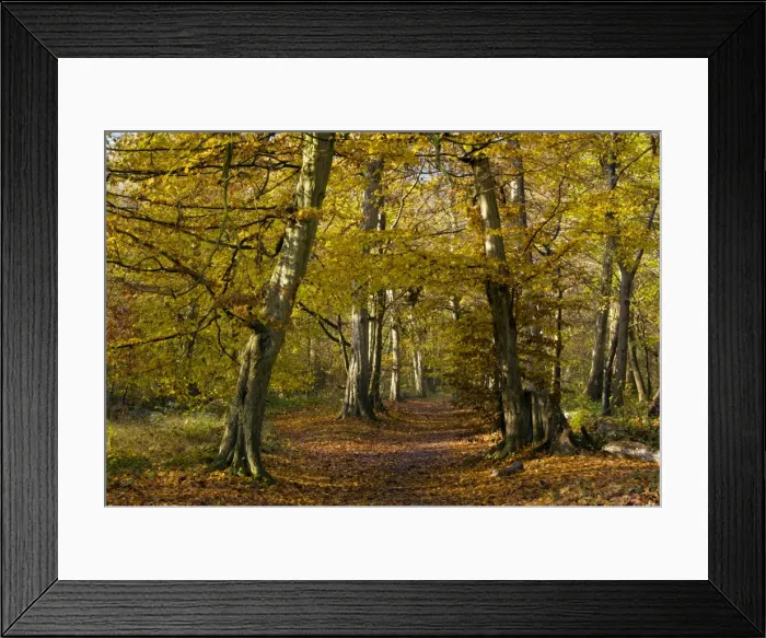 Framed Print : Pathway through old hornbeams - in autumn in Great Wood - Plantlife Reserve at Ranscombe Farm - Kent - UK Framed Print : Pathway through old hornbeams - in autumn in Great Wood - Plantlife Reserve at Ranscombe Farm - Kent - UK