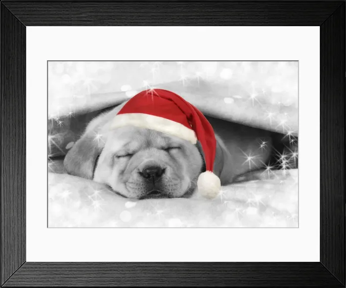 Framed Print : Labrador puppy laying under a blanket wearing a Christmas hat Digital Manipulation: Hat (JD), B&W, stars