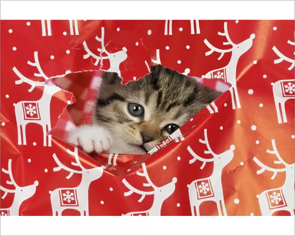 CAT - Kitten looking through hole in christmas wrapping paper Digital Manipulation: tidied up wrapping paper & changed colour to background material