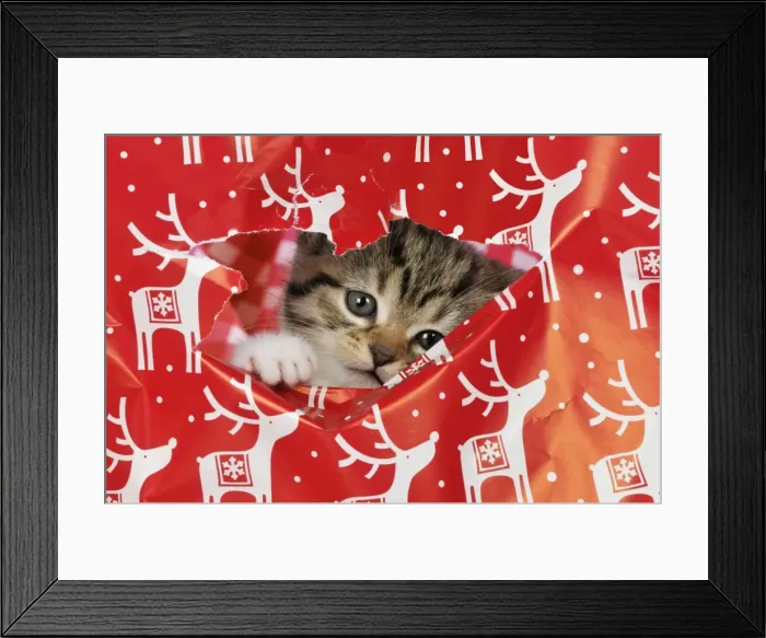 Framed Print : CAT - Kitten looking through hole in christmas wrapping paper Digital Manipulation: tidied up wrapping paper & changed colour to background material Framed Print : CAT - Kitten looking through hole in christmas wrapping paper Digital Manipulation: tidied up wrapping paper & changed colour to background material