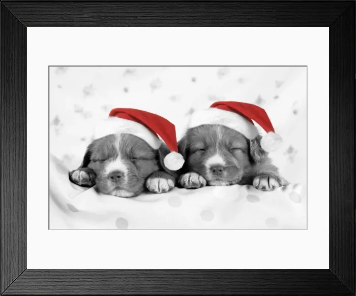 Framed Print : DOG - Nova scotia duck tolling retriever puppies wearing Christmas hats Digital Manipulation: Hats (JD) - turned B&W - extra spots to foreground - slight crop Framed Print : DOG - Nova scotia duck tolling retriever puppies wearing Christmas hats Digital Manipulation: Hats (JD) - turned B&W - extra spots to foreground - slight crop