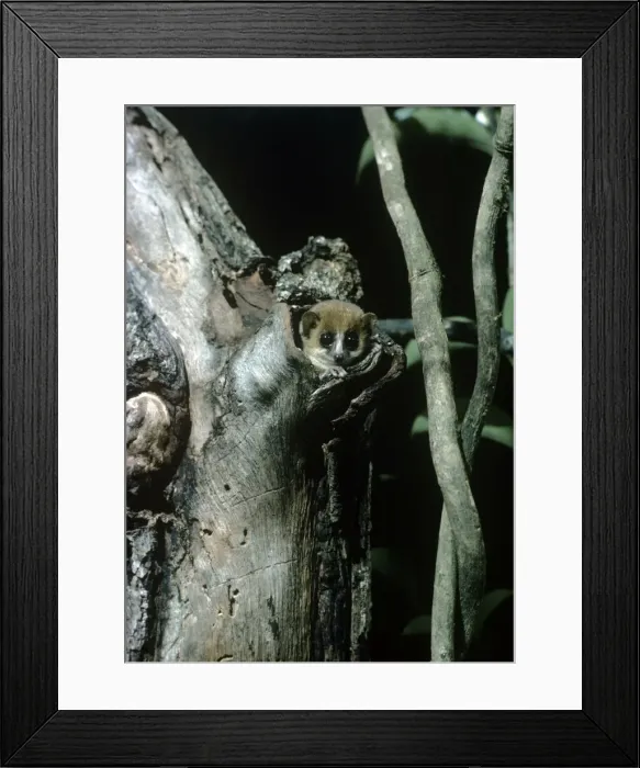 Framed Print : Mouse Lemur Framed Print : Mouse Lemur