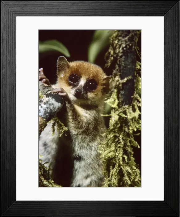 Framed Print : Mouse Lemur - Madagascar Framed Print : Mouse Lemur - Madagascar