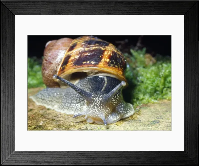 Framed Print : Garden Snail
