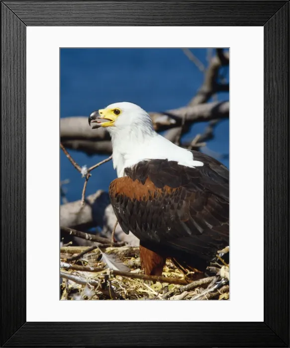 Framed Print : Fish Eagle AEB 2477 Haliaeetus vocifer © Liz & Tony Bomford / ardea. com Framed Print : Fish Eagle AEB 2477 Haliaeetus vocifer © Liz & Tony Bomford / ardea. com