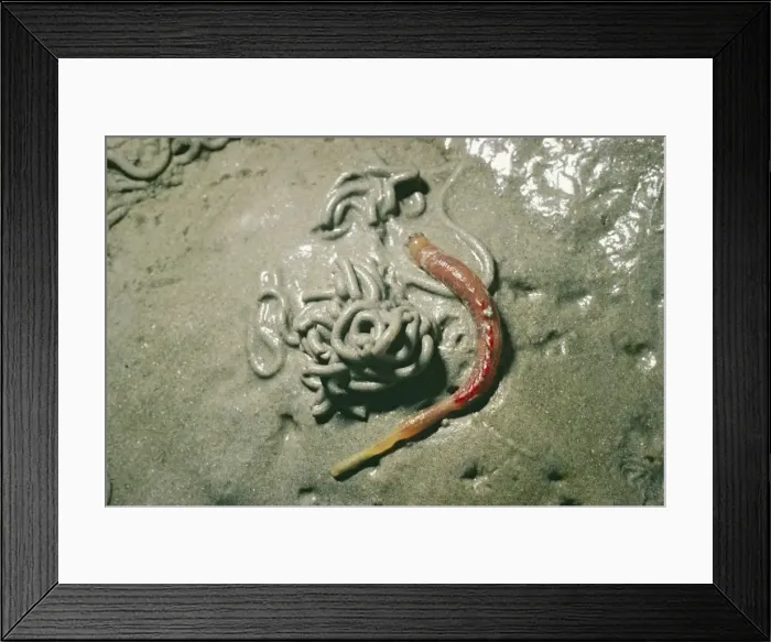 Framed Print : Lug Worm & cast, Wader food, Morecombe Bay, UK Framed Print : Lug Worm & cast, Wader food, Morecombe Bay, UK