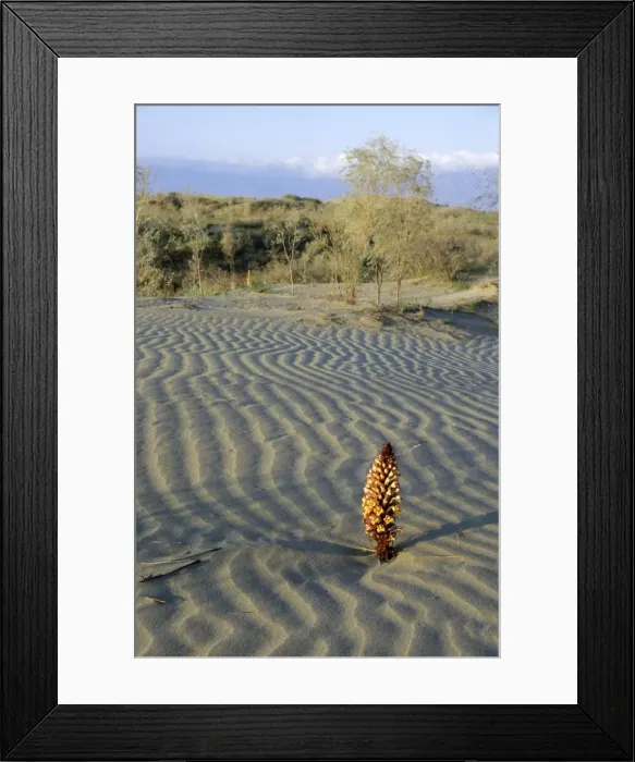 Framed Print : Flowering parasitic plant - in sand dunes of Karakum desert - Kopetdag mountains in the haze on background -Turkmenistan - former CIS - Spring - April Tm31. 0249