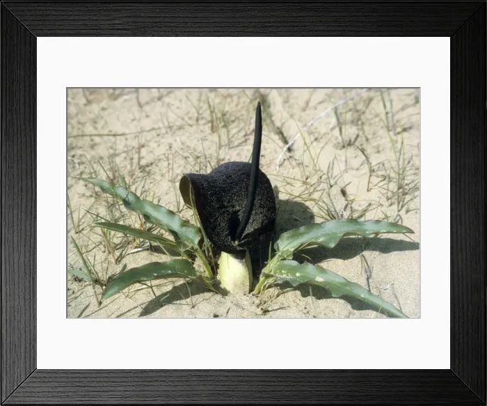 Framed Print : Flowering plant Eminium Lemona - typical in sand dunes of Central Karakum desert - Turkmenistan - former CIS - Spring - April Tm25. 0027 Framed Print : Flowering plant Eminium Lemona - typical in sand dunes of Central Karakum desert - Turkmenistan - former CIS - Spring - April Tm25. 0027