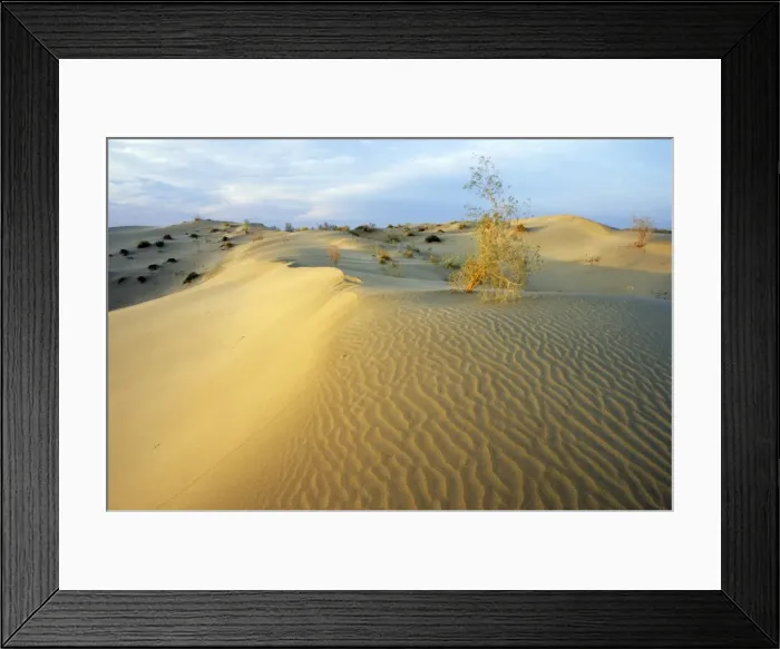 Framed Print : White Saxaul trees - on sand dunes with tracks of insects - track in foreground ends with a small sand bump where a large darkling beetle has hidden itself during the day heat - Karakum desert - Turkmenistan - Spring - April - early Framed Print : White Saxaul trees - on sand dunes with tracks of insects - track in foreground ends with a small sand bump where a large darkling beetle has hidden itself during the day heat - Karakum desert - Turkmenistan - Spring - April - early