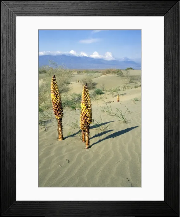 Framed Print : Flowering parasitic plants Orobanchaceae sp. - Karakum desert sand dunes - Saxaul trees (Haloxylon sp) Kopetdag mountains on background - Turkmenistan - former CIS - Spring - April Tm31. 0399 Framed Print : Flowering parasitic plants Orobanchaceae sp. - Karakum desert sand dunes - Saxaul trees (Haloxylon sp) Kopetdag mountains on background - Turkmenistan - former CIS - Spring - April Tm31. 0399