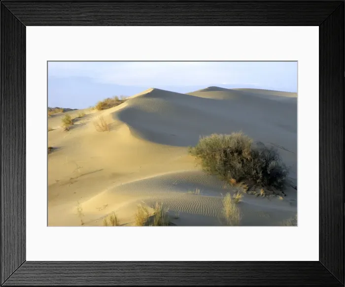 Framed Print : Saxaul Trees - on wind-shaped sand dunes - Karakum desert - Turkmenistan - Spring - April Tm31. 0389 Framed Print : Saxaul Trees - on wind-shaped sand dunes - Karakum desert - Turkmenistan - Spring - April Tm31. 0389
