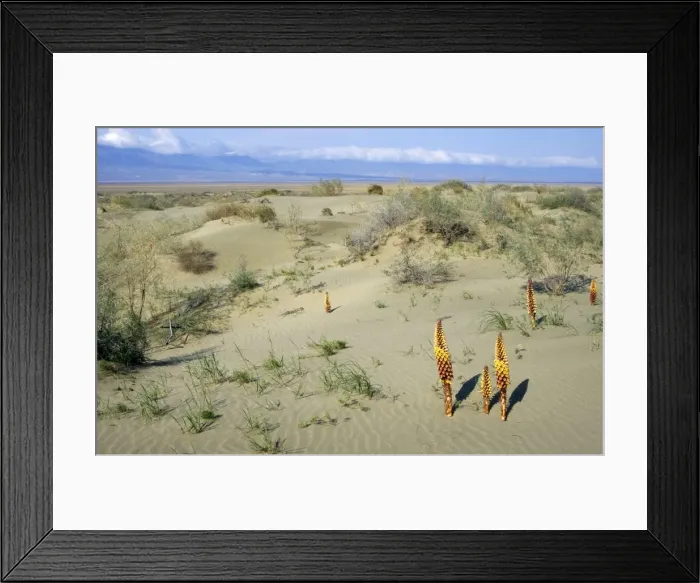 Framed Print : Flowering parasitic plants - sand dunes of Central Karakum desert - spring - Kopetdag mountains on horizon - Turkmenistan - April Tm31. 0509 Framed Print : Flowering parasitic plants - sand dunes of Central Karakum desert - spring - Kopetdag mountains on horizon - Turkmenistan - April Tm31. 0509