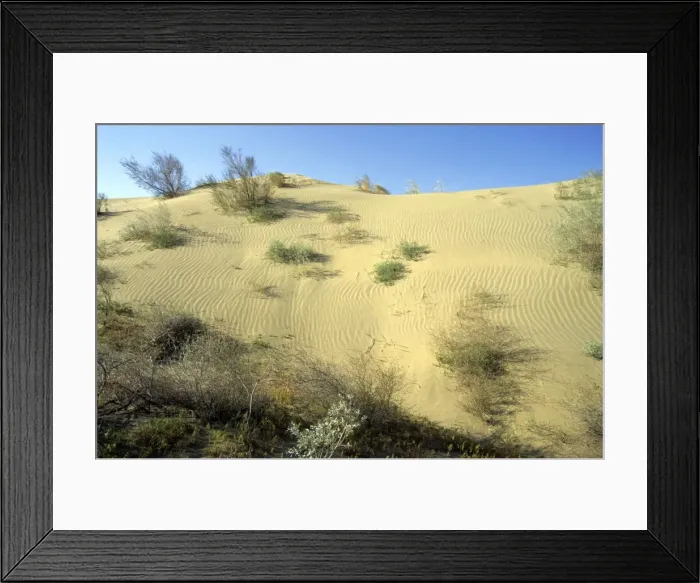 Framed Print : Saxaul trees and a mixture of other trees and bushes - on wind-shaped sand dune - Karakum desert - Turkmenistan - Spring - April Tm31. 0388