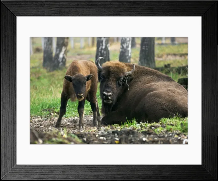 Framed Print : European Bisons - young calf and a huge male - react defensively seeing a visitor while resting together after feeding - a part of a larger herd living wild but fed supplementary - enclosure in a birch-forest of Okskii Wildlife Reserve - near Ryazan Framed Print : European Bisons - young calf and a huge male - react defensively seeing a visitor while resting together after feeding - a part of a larger herd living wild but fed supplementary - enclosure in a birch-forest of Okskii Wildlife Reserve - near Ryazan