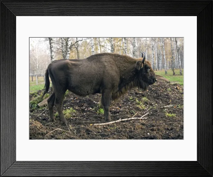 Framed Print : European Bison - rests after feeding - part of larger herd living wild - enclosure in a forest of Okskii Wildlife Reserve - near Ryazan - central Russia - autumn - September Ok39. 1479 Framed Print : European Bison - rests after feeding - part of larger herd living wild - enclosure in a forest of Okskii Wildlife Reserve - near Ryazan - central Russia - autumn - September Ok39. 1479