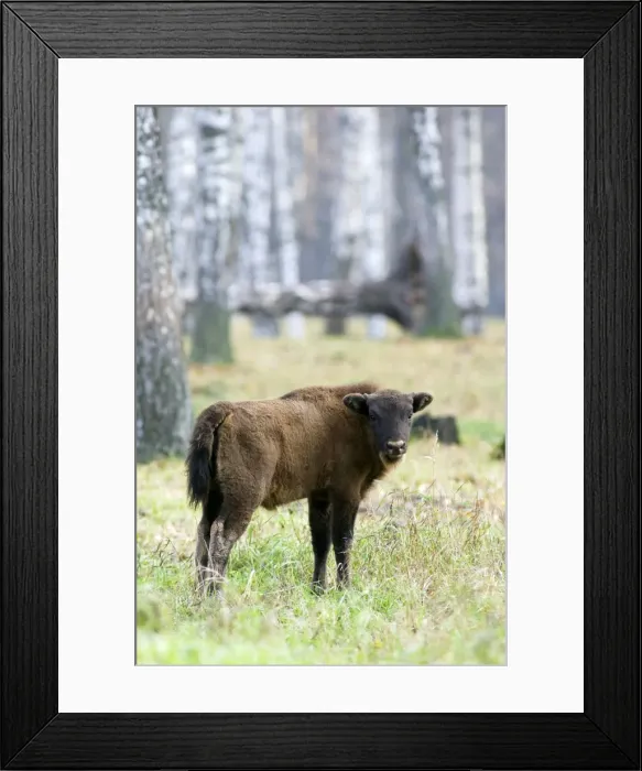 Framed Print : European Bison - young calf - a member of a larger herd living wild but fed supplementary - enclosure in a birch-forest of Okskii Wildlife Reserve - near Ryazan - central Russia - autumn - September Ok39. 1503 Framed Print : European Bison - young calf - a member of a larger herd living wild but fed supplementary - enclosure in a birch-forest of Okskii Wildlife Reserve - near Ryazan - central Russia - autumn - September Ok39. 1503