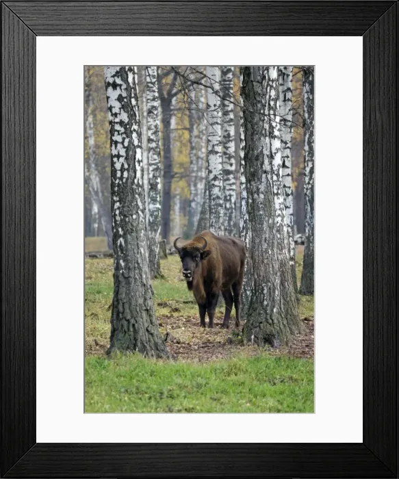 Framed Print : European Bison - adult female - in birch forest of Okskii Wildlife Reserve - near Ryazan - central Russia - autumn - September Ok39. 1513 Framed Print : European Bison - adult female - in birch forest of Okskii Wildlife Reserve - near Ryazan - central Russia - autumn - September Ok39. 1513
