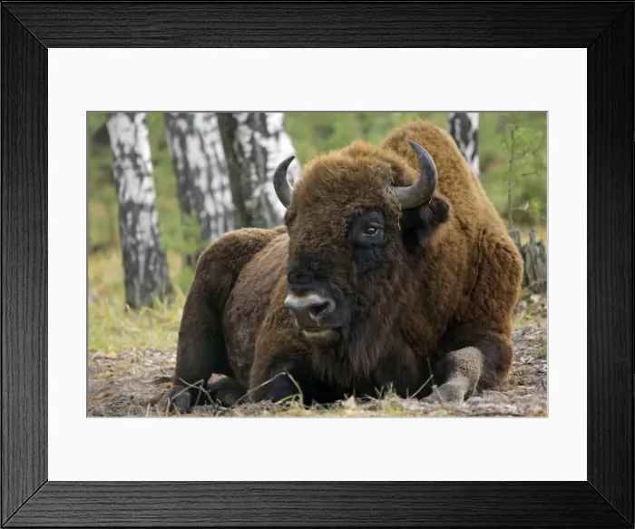 Framed Print : European Bison - a huge adult male bull - part of a larger herd living wild in a mixed forest of Okskii Wildlife Reserve - near Ryazan - central Russia - autumn - September Ok39. 1535 Framed Print : European Bison - a huge adult male bull - part of a larger herd living wild in a mixed forest of Okskii Wildlife Reserve - near Ryazan - central Russia - autumn - September Ok39. 1535