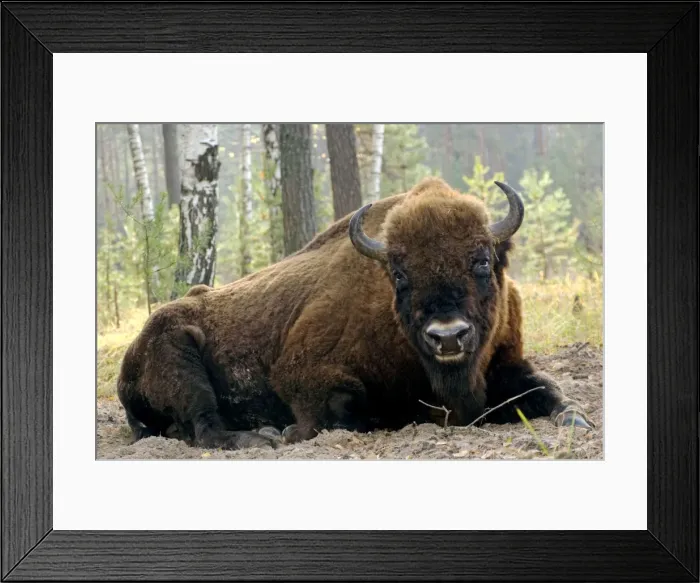 Framed Print : European Bison - large adult male bull lying down - part of a larger herd living wild in a mixed forest of Okskii Wildlife Reserve - near Ryazan - central Russia - autumn - September Ok39. 1545 Framed Print : European Bison - large adult male bull lying down - part of a larger herd living wild in a mixed forest of Okskii Wildlife Reserve - near Ryazan - central Russia - autumn - September Ok39. 1545