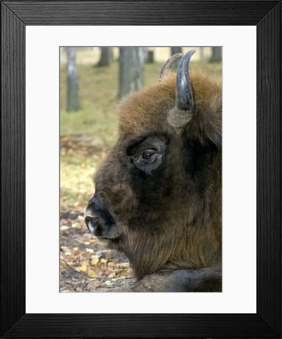 Framed Print : European Bison - adult male bull lying down - mixed forest of Okskii Wildlife Reserve - near Ryazan - central Russia - autumn - September Ok39. 1548 Framed Print : European Bison - adult male bull lying down - mixed forest of Okskii Wildlife Reserve - near Ryazan - central Russia - autumn - September Ok39. 1548