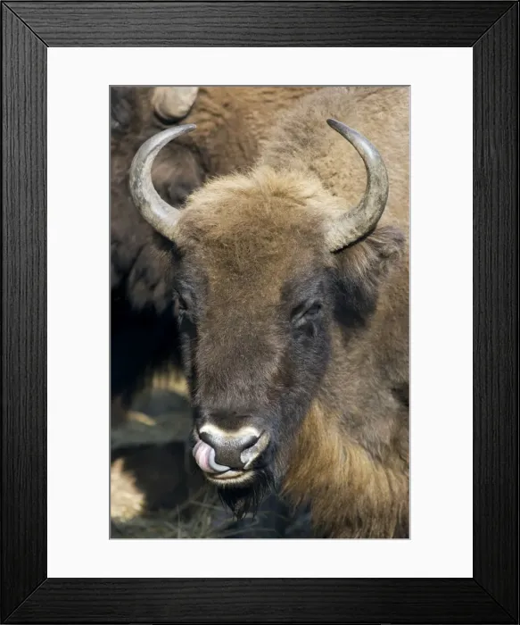 Framed Print : European Bison - adult female - cleaning it's nostrils - Okskii Wildlife Reserve - near Ryazan - central Russia - autumn - September Ok39. 1572 Framed Print : European Bison - adult female - cleaning it's nostrils - Okskii Wildlife Reserve - near Ryazan - central Russia - autumn - September Ok39. 1572