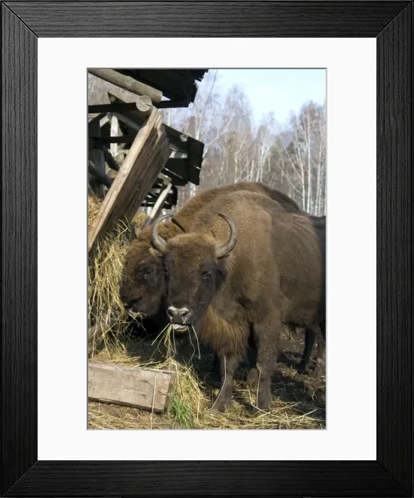 Framed Print : European Bison - pair of adults - supplementary feeding - enclosure in a forest of Okskii Wildlife Reserve - near Ryazan - central Russia - autumn - September Ok39. 1579 Framed Print : European Bison - pair of adults - supplementary feeding - enclosure in a forest of Okskii Wildlife Reserve - near Ryazan - central Russia - autumn - September Ok39. 1579