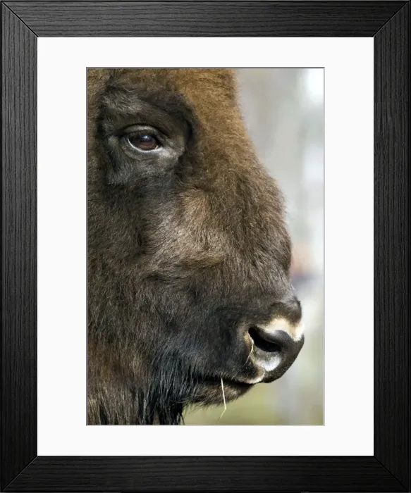 Framed Print : European Bison - adult male bull - ruminates after feeding - mixed forest of Okskii Wildlife Reserve - near Ryazan - central Russia - autumn - September Ok39. 1589 Framed Print : European Bison - adult male bull - ruminates after feeding - mixed forest of Okskii Wildlife Reserve - near Ryazan - central Russia - autumn - September Ok39. 1589