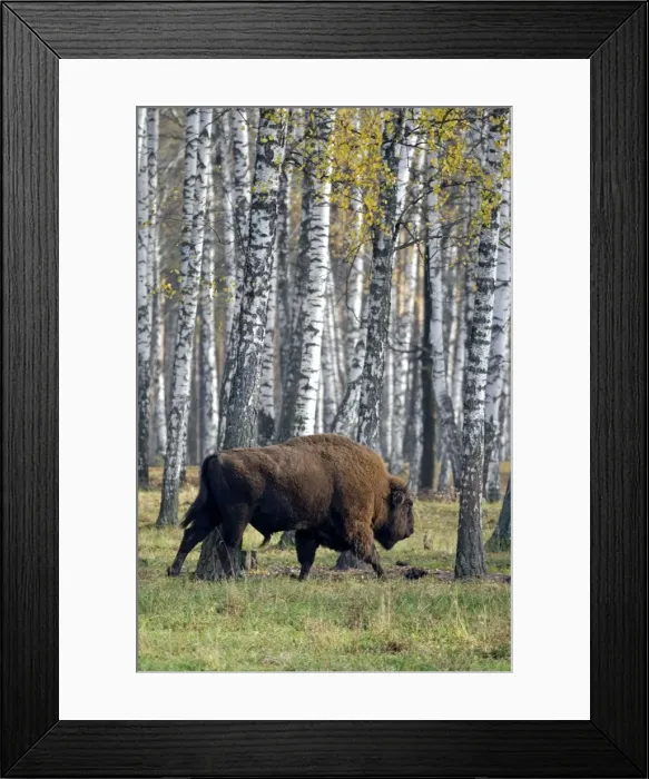 Framed Print : European Bison - adult male - birch forest of Okskii Wildlife Reserve - near Ryazan - central Russia - autumn - September Ok39. 1602 Framed Print : European Bison - adult male - birch forest of Okskii Wildlife Reserve - near Ryazan - central Russia - autumn - September Ok39. 1602