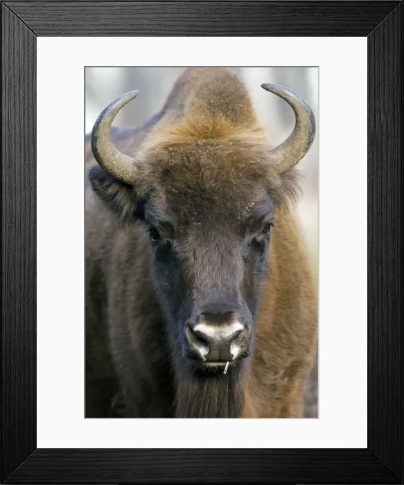 Framed Print : European Bison - adult female - ruminates after complementary feeding - Okskii Wildlife Reserve - near Ryazan - central Russia - autumn - September Ok39. 1619 Framed Print : European Bison - adult female - ruminates after complementary feeding - Okskii Wildlife Reserve - near Ryazan - central Russia - autumn - September Ok39. 1619