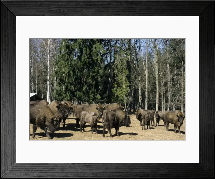 Framed Print : European Bisons - Bialowieza Nature Park - graze and being feed with turnips at the feeding spot in the forest - the herd of bisons comes at the same time to be supplementary fed every day - Belorussia - Spring Bl31. 0531 Framed Print : European Bisons - Bialowieza Nature Park - graze and being feed with turnips at the feeding spot in the forest - the herd of bisons comes at the same time to be supplementary fed every day - Belorussia - Spring Bl31. 0531