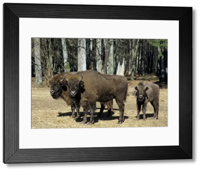 Framed Print : European Bison - adults and juvenile - in Bialowieza Nature Park - Belorussia - Spring Bl31. 0556 Framed Print : European Bison - adults and juvenile - in Bialowieza Nature Park - Belorussia - Spring Bl31. 0556