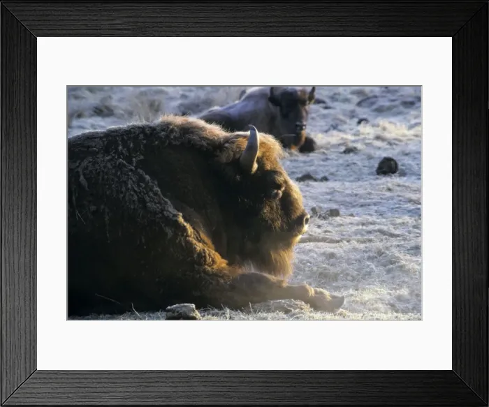 Framed Print : European Bison - adult male - snoozes in frosty morning in Bialowieza Nature Park - a female bison in background - Belorussia - Spring Bl31. 0559 Framed Print : European Bison - adult male - snoozes in frosty morning in Bialowieza Nature Park - a female bison in background - Belorussia - Spring Bl31. 0559