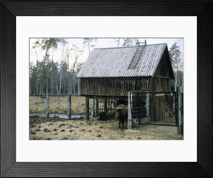 Framed Print : European Bison - a shelter and feeding place inside a corral - Bialowieza Nature Park - Belorussia - Spring Bl31. 0573 Framed Print : European Bison - a shelter and feeding place inside a corral - Bialowieza Nature Park - Belorussia - Spring Bl31. 0573