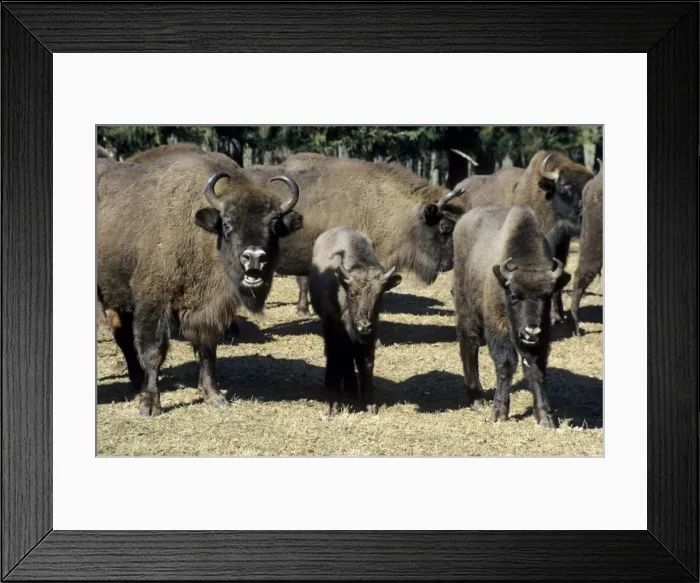 Framed Print : European Bison - adults and juveniles - in Bialowieza Nature Park - herd garthers at supplementary feeding point - Belorussia - Spring Bl31. 2201