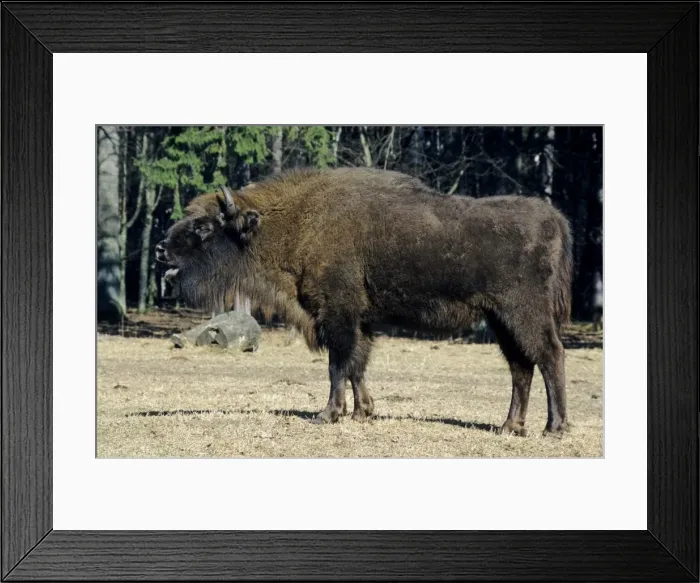 Framed Print : European Bison - grazes in a clearing - Bialowieza Nature Park - Belorussia - Spring Bl31. 2217 Framed Print : European Bison - grazes in a clearing - Bialowieza Nature Park - Belorussia - Spring Bl31. 2217