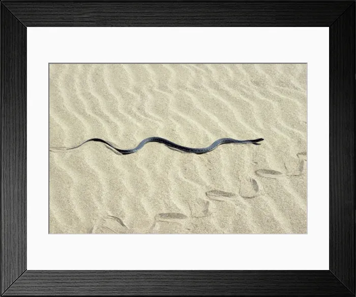 Framed Print : Grass Snake - in sand dunes - near Caspian sea shore - near Krasnovodsk town - Turkmenistan - Spring - April Tm31. 0170(1819) Framed Print : Grass Snake - in sand dunes - near Caspian sea shore - near Krasnovodsk town - Turkmenistan - Spring - April Tm31. 0170(1819)