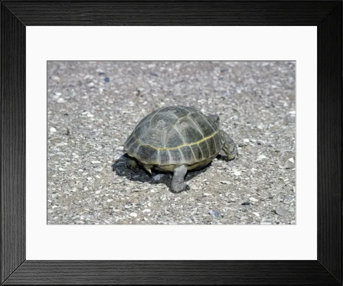 Framed Print : Steppe / Horsfield's Tortoise - Caspian sea shore - desert - sand and seashell pebbles - Turkmenistan - April Tm31. 0368 Framed Print : Steppe / Horsfield's Tortoise - Caspian sea shore - desert - sand and seashell pebbles - Turkmenistan - April Tm31. 0368