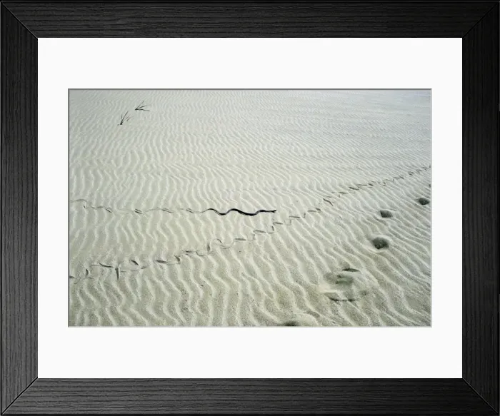 Framed Print : Grass Snake - snake track goes along human track - desert - sand dunes on Caspian sea shore - near Krasnovodsk town - Turkmenistan - Spring - April Tm31. 0365 Framed Print : Grass Snake - snake track goes along human track - desert - sand dunes on Caspian sea shore - near Krasnovodsk town - Turkmenistan - Spring - April Tm31. 0365