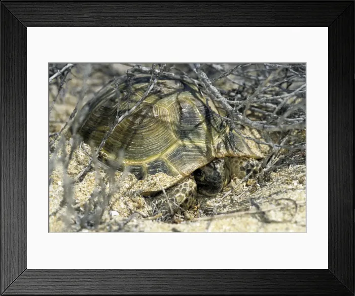 Framed Print : Steppe / Horsfield's Tortoise - emerges from an overnight shelter under bushes - Caspian sea shore - Turkmenistan - April Tm31. 0369 Framed Print : Steppe / Horsfield's Tortoise - emerges from an overnight shelter under bushes - Caspian sea shore - Turkmenistan - April Tm31. 0369