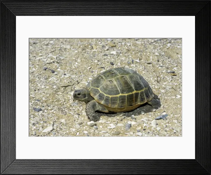 Framed Print : Steppe / Horsfield's Tortoise - desert - Caspian sea shore - near Krasnovodsk - Turkmenistan - April Tm31. 0463 Framed Print : Steppe / Horsfield's Tortoise - desert - Caspian sea shore - near Krasnovodsk - Turkmenistan - April Tm31. 0463