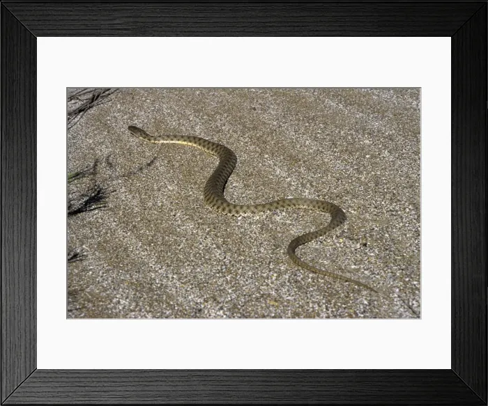 Framed Print : Grass Snake - sand dunes - desert - Caspian sea shore - near Krasnovodsk town - Turkmenistan - spring Tm31. 0455 Framed Print : Grass Snake - sand dunes - desert - Caspian sea shore - near Krasnovodsk town - Turkmenistan - spring Tm31. 0455